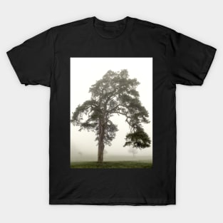 Scots Pine in fog T-Shirt